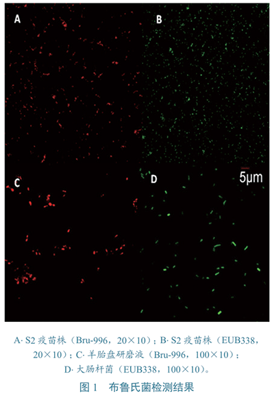 布魯氏菌???檢測圖